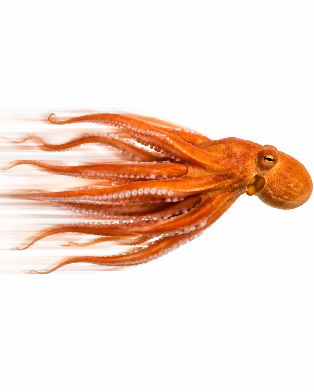 Orange octopus vibrating forward with motion blur for the Move stage