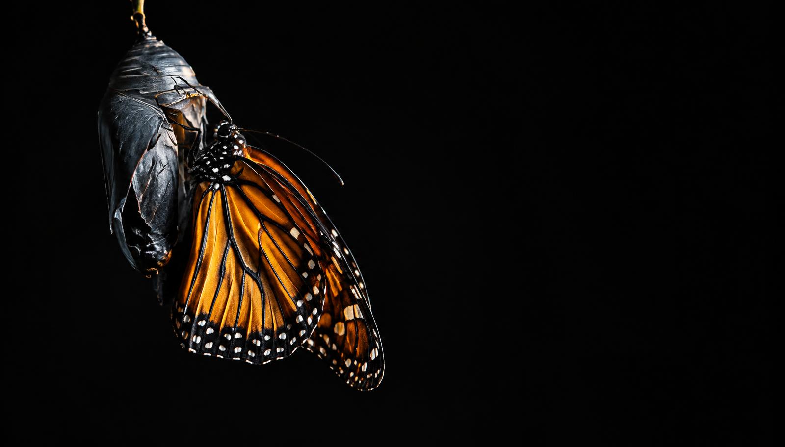 An orange butterfly emerging from a dark chrysalis, symbolising business reimagination
